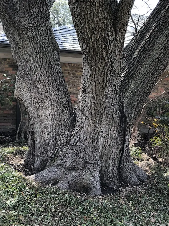 Mature heritage tree close to a Darien property cared for by certified arborists