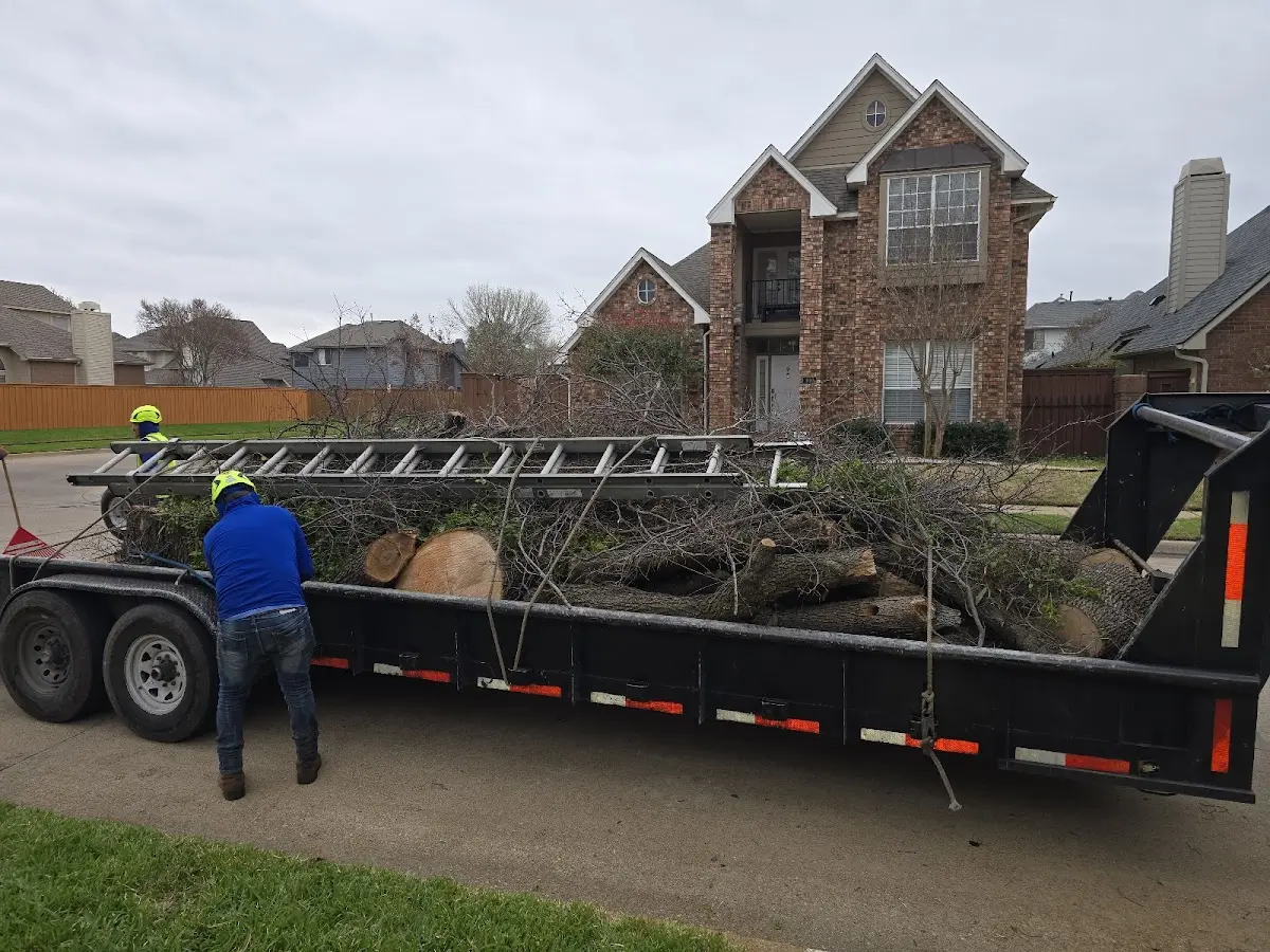Expert Tree Removal with proper safety equipment in Darien